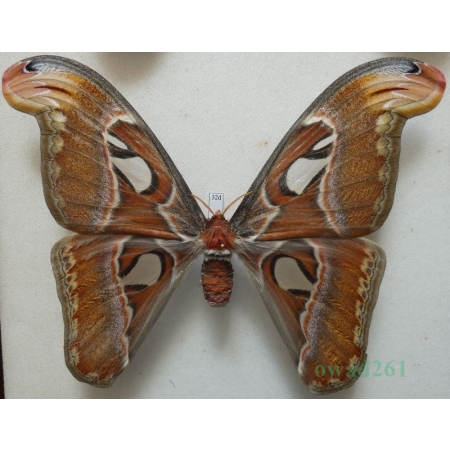 Attacus atlas Linnaeus, 1758 female ex. ovo Thailand 156mm32d